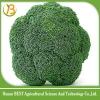 Wholesale bulk fresh broccoli price