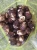 Import Wholesale bulk high quality delicious fresh organic taro from China
