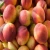 Import Wholesale FRESH PEACHES Available from China
