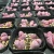 Import wholesale live cactus nurseries succulent pink lithops plant succulent from China