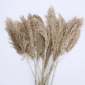 Wholesale Phragmites natural dried decorative Pampas Grass preserved flower dried flowers