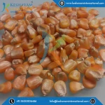 Yellow Corn/Yellow Maize/Yellow Corn for Poultry Farm