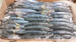 Frozen Muroaji / Blue Scad Mackerel / Layang Biru