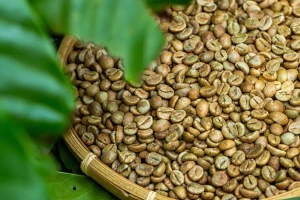 Robusta green coffee beans