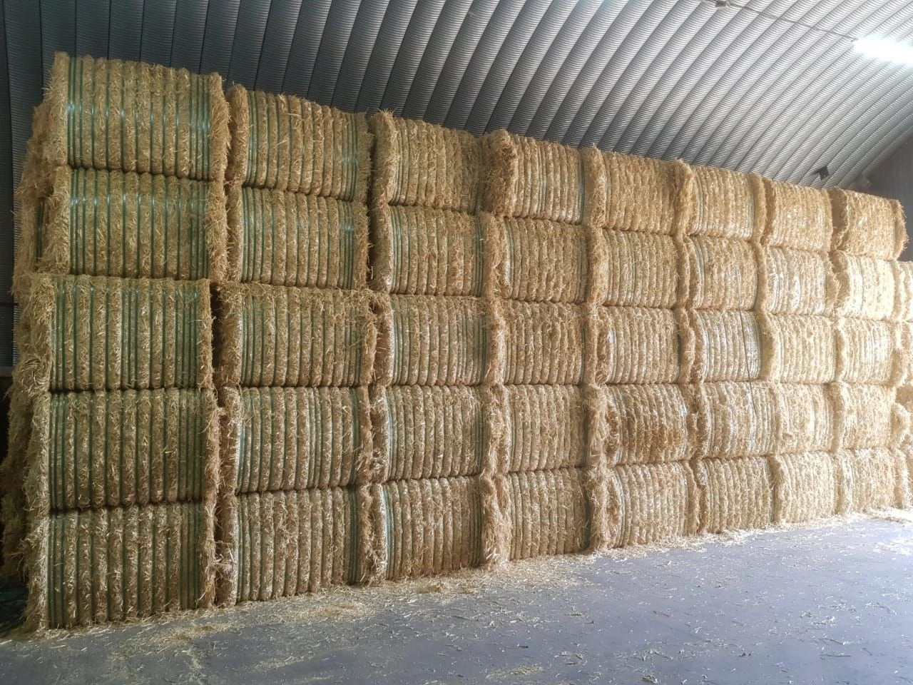 Buy Quality Wheat Straw From Ukraine In Best Fob Price from OREXIM ...