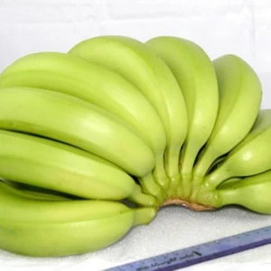 Organic Green Cavendish Fresh Bananas