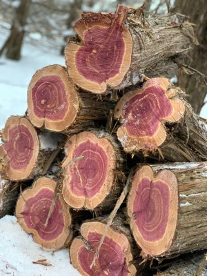 Premium Atlantic White Cedar Logs Bulk Supply High Quality Timber Export Grade Material