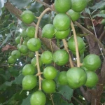 Premium Macadamia Nuts  – Bulk Orders Available