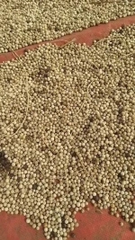 Organic White Pepper Premium Quality Fresh Ground White Pepper Spice