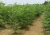 Import Quality Moringa Seeds PKM1, PKM2, ODC3 from India