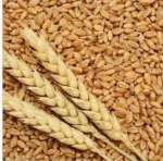 Wholesale Trading and General Trading
