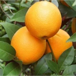 Valencian Oranges