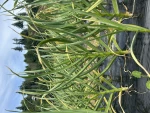 Russian Red Garlic