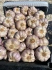 Premium Egyptian Dry Red/Purple Garlic - Large Bulbs - Long Shelf Life