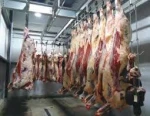 Best Quality Halal Fresh and Soft Goat Meat