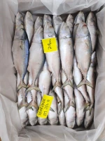 Indian mackerel