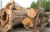 Import Premium Atlantic White Cedar Logs Bulk Supply High Quality Timber Export Grade Material from South Africa