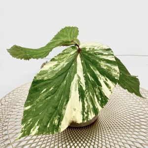 Begonia Variegated West Borneo