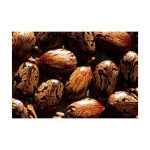 Caster Seed