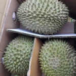 Durian fresh Indo