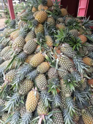 Pineapple - Queen Pineapple