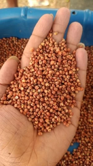 High Quality Natural Red & White Sorghum For Sale