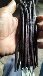 Natural Dried Vanilla Pods for Flavoring Desserts