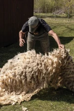 Luxury Sheep Wool