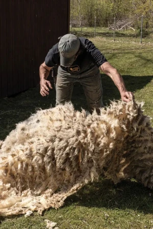 Luxury Sheep Wool