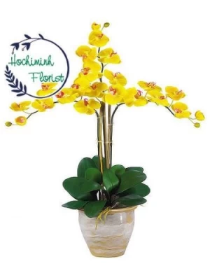 Yellow Orchid In A Vase