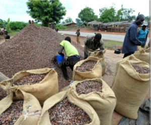 Buy Dried Cocoa Beans in 50kg Bags,Organic Roasted Cacao Beans,Sun Dried Raw Cocoa Beans for Sale