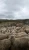 Import Luxury Sheep Wool from South Africa