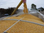 Premium Yellow Corn