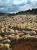 Import Luxury Sheep Wool from South Africa