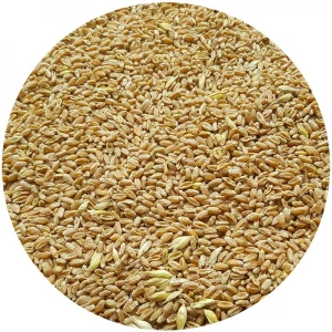 Top Quality Feed Wheat grade 4
