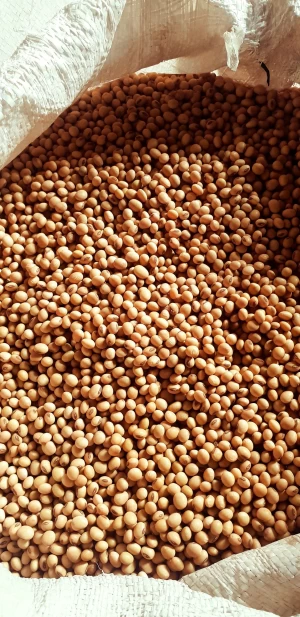 Non GMO Soybeans High Quality Soya Beans