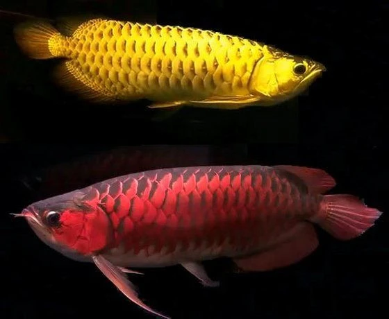 The Golden Quest – Unraveling the Lucrative Asian Arowana Trade in South Africa The Golden Quest – Unraveling the Lucrative Asian Arowana Trade in South Africa