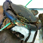 Live Mud Crab For Sale