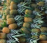 Fresh and Sweet Pineapple