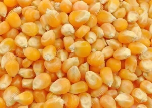 Bulk Maize Supplier - Crush Yellow Maize Supplier