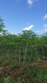 cassava