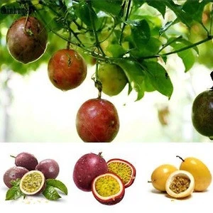 100% Fresh Natural Passion fruits