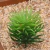 2020 wholesale 2020 Cheapest Artificial plastic succulent bonsai flocking green bookcase decorative plants Unpotted