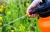 Import 2L garden hand pressure agricultural sprayer trigger sprayer power sprayer japan from China
