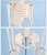 Import 85cm Full Body Flexible Skeleton Anatomy Model Medical Teaching Human Skeleton Model from China