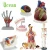 Import Advanced PVC human male and female urinary system model for teaching Medical Anatomical Human display from China
