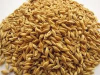 Barley grain for Animal feed