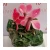Import Beautiful color indoor decorative plant natural plant flower bonsai from China