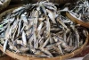 Best Price Dried Salted Anchovy Fish (from Indonesia)