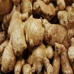 BEST QUALITY FRESH GINGER